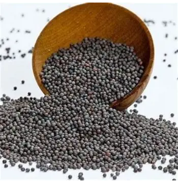 Fresh Black Mustard Seeds